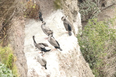 Phalacrocorax punctatus