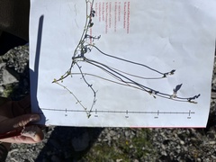 Veronica decora