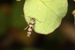 Zapyrastra calliphana