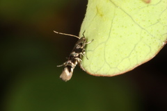 Zapyrastra calliphana