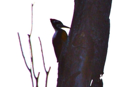 Chrysocolaptes festivus