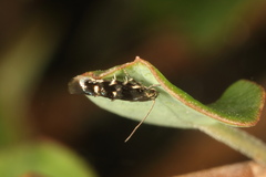 Zapyrastra calliphana