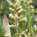 Brachylaena neriifolia - Photo (c) Rupert Koopman, μερικά δικαιώματα διατηρούνται (CC BY-NC-SA), uploaded by Rupert Koopman