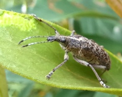 Pachyura australis