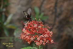 Pachliopta adamas