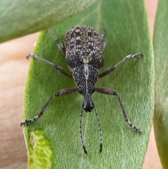 Pachyura australis