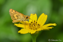 Taractrocera archias