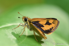 Taractrocera archias