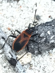 Dindymus circumcinctus