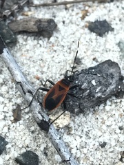 Dindymus circumcinctus