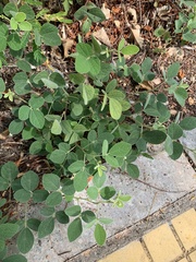 Macroptilium atropurpureum