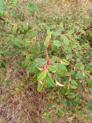 Pomaderris prunifolia
