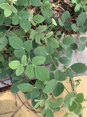 Macroptilium atropurpureum