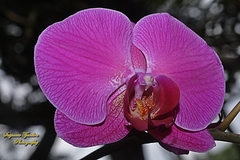 Phalaenopsis
