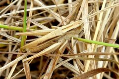 Chorthippus albomarginatus