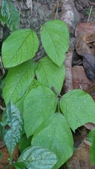 Mucuna macrocarpa