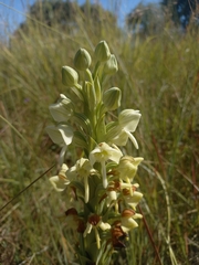 Habenaria epipactidea