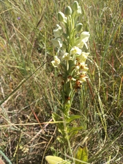 Habenaria epipactidea