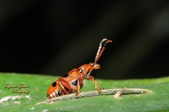 Lema quadripunctata