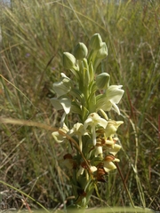 Habenaria epipactidea