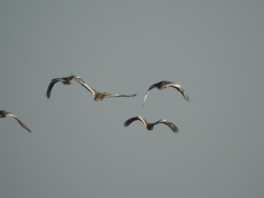 Otis tarda dybowskii