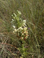 Habenaria epipactidea