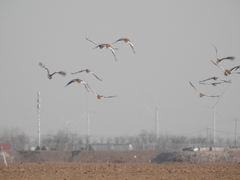 Otis tarda dybowskii