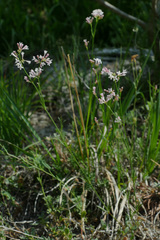 Asperula cynanchica