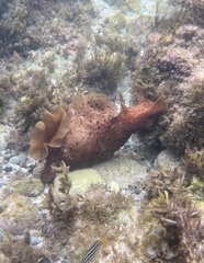 Aplysia extraordinaria