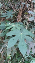 Fatsia polycarpa