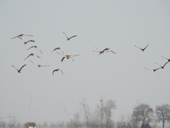 Otis tarda dybowskii