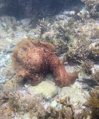 Aplysia extraordinaria