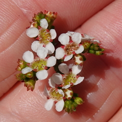Baeckea brevifolia