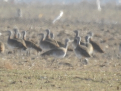 Otis tarda dybowskii