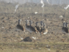 Otis tarda dybowskii