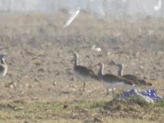 Otis tarda dybowskii