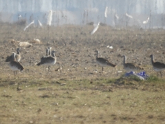 Otis tarda dybowskii