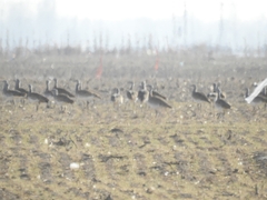 Otis tarda dybowskii