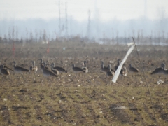 Otis tarda dybowskii