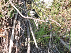 Chloroceryle americana