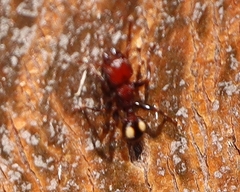 Podomyrma adelaidae