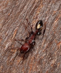 Podomyrma adelaidae