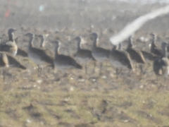 Otis tarda dybowskii