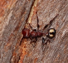 Podomyrma adelaidae