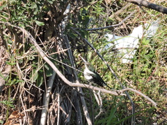 Chloroceryle americana
