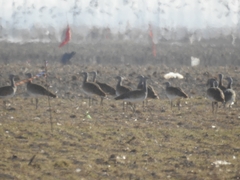 Otis tarda dybowskii