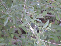 Chloroceryle americana