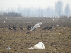 Otis tarda dybowskii