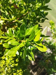 Heteromorpha