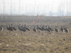 Otis tarda dybowskii